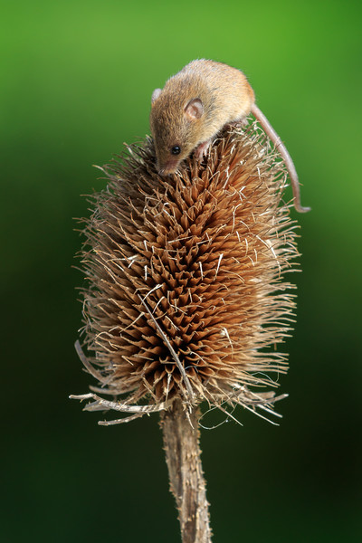 Harvest mouse  Picture Board by chris smith