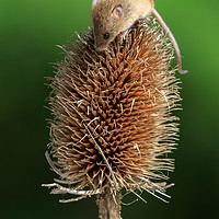 Buy canvas prints of Harvest mouse  by chris smith
