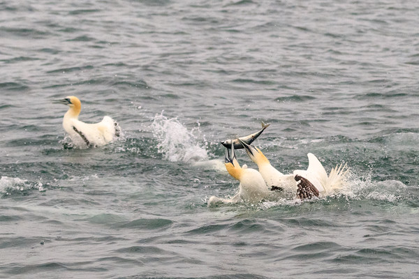 Gannet  Picture Board by chris smith