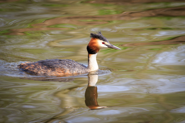 Great crested grebe   Picture Board by chris smith