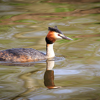 Buy canvas prints of Great crested grebe   by chris smith
