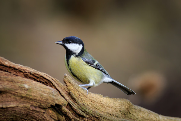 Great Tit (Parus major)  Picture Board by chris smith