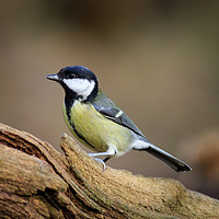 Buy canvas prints of Great Tit (Parus major)  by chris smith