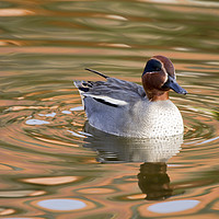 Buy canvas prints of Teal Duck  by chris smith