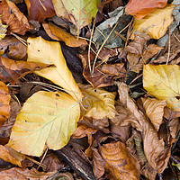 Buy canvas prints of Leaves   by chris smith