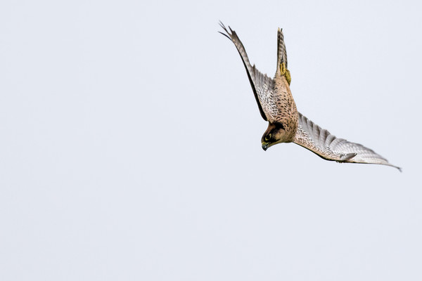 New zealand falcon (Falco novaeseelandiae)  Picture Board by chris smith