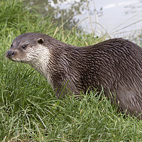 Buy canvas prints of Otter (Lutra lutra)    by chris smith
