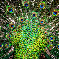 Buy canvas prints of peacock  by chris smith