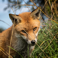 Buy canvas prints of Red Fox (Vulpes vulpes)    by chris smith