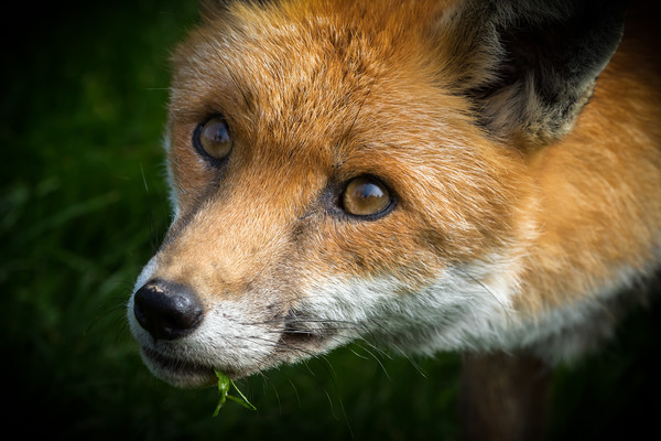 Red Fox (Vulpes vulpes)  Picture Board by chris smith