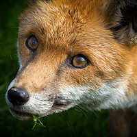 Buy canvas prints of Red Fox (Vulpes vulpes)  by chris smith