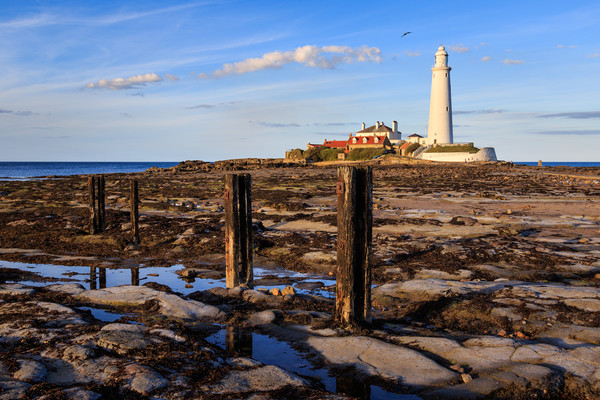st marys lighthouse  Picture Board by chris smith