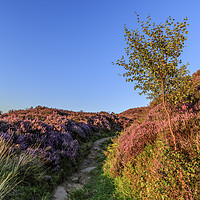 Buy canvas prints of Heather in flower at sunset  by chris smith