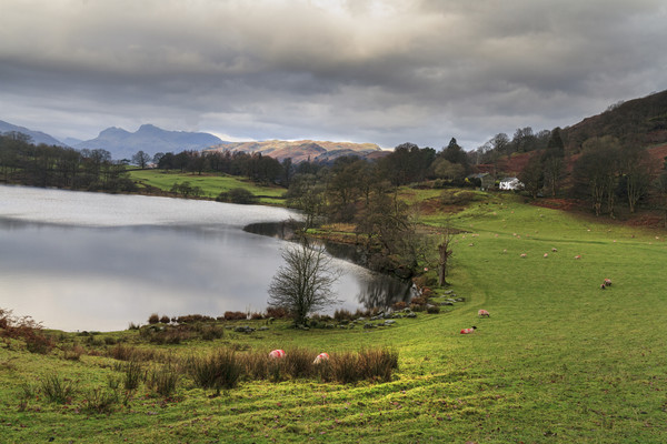 loughrigg tarn  Picture Board by chris smith