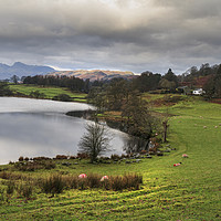 Buy canvas prints of loughrigg tarn  by chris smith