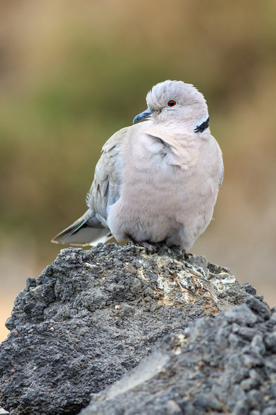 Collared Dove (Streptopelia decaocto)  Picture Board by chris smith