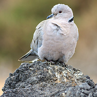 Buy canvas prints of Collared Dove (Streptopelia decaocto)  by chris smith