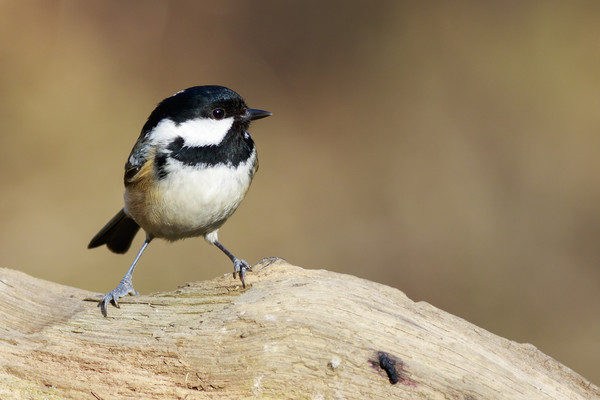 Coal Tit (Periparus ater)   Picture Board by chris smith