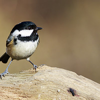 Buy canvas prints of Coal Tit (Periparus ater)   by chris smith