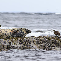 Buy canvas prints of Grey seal  by chris smith