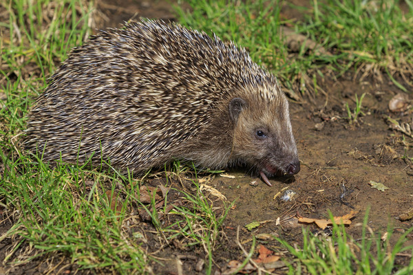 Hedgehog (Erinaceus europaeus)  Picture Board by chris smith