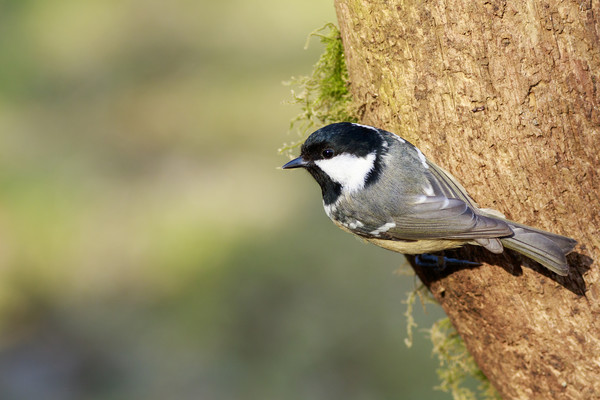 Coal Tit (Periparus ater)    Picture Board by chris smith