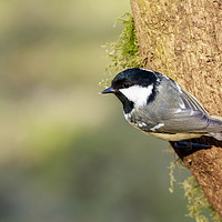 Buy canvas prints of Coal Tit (Periparus ater)    by chris smith