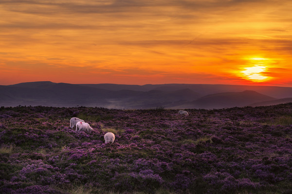 Peak district sunset  Picture Board by chris smith