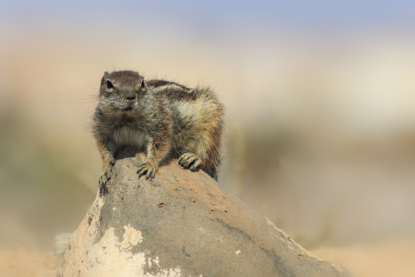 Barbary ground squirrel (atlantoxerus getulus) on  Picture Board by chris smith