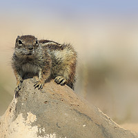 Buy canvas prints of Barbary ground squirrel (atlantoxerus getulus) on  by chris smith