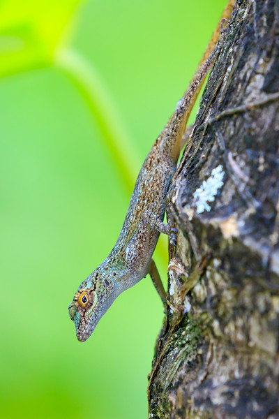 Gecko  Picture Board by chris smith