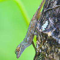 Buy canvas prints of Gecko  by chris smith