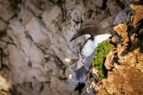 Guillemot  Picture Board by chris smith