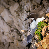 Buy canvas prints of Guillemot  by chris smith