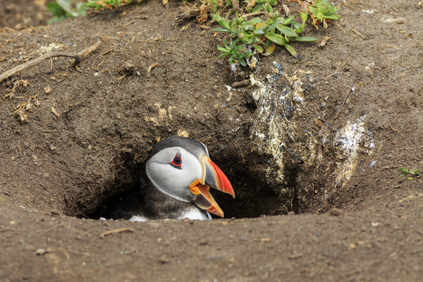 Puffins (Fratercula arctica)  Picture Board by chris smith