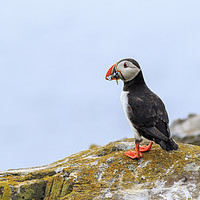 Buy canvas prints of Puffins (Fratercula arctica)  by chris smith