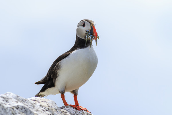 Puffins (Fratercula arctica)  Picture Board by chris smith