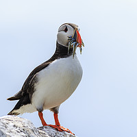 Buy canvas prints of Puffins (Fratercula arctica)  by chris smith