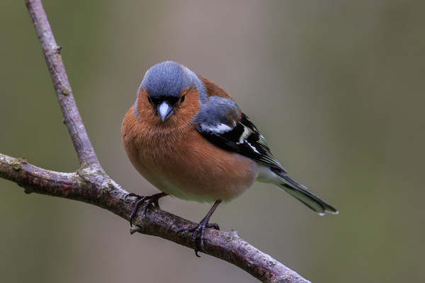Chaffinch (Fringilla coelebs)    Picture Board by chris smith