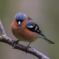 Buy canvas prints of Chaffinch (Fringilla coelebs)    by chris smith
