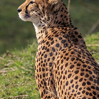 Buy canvas prints of Cheetah  by chris smith
