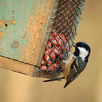 Buy canvas prints of Coal Tit (Periparus ater)  by chris smith