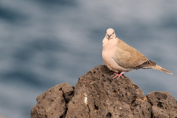 Collared Dove (Streptopelia decaocto) Picture Board by chris smith