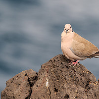 Buy canvas prints of Collared Dove (Streptopelia decaocto) by chris smith