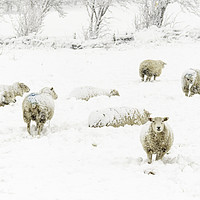 Buy canvas prints of Sheep in the Snow  by chris smith