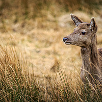 Buy canvas prints of Red Deer              by chris smith
