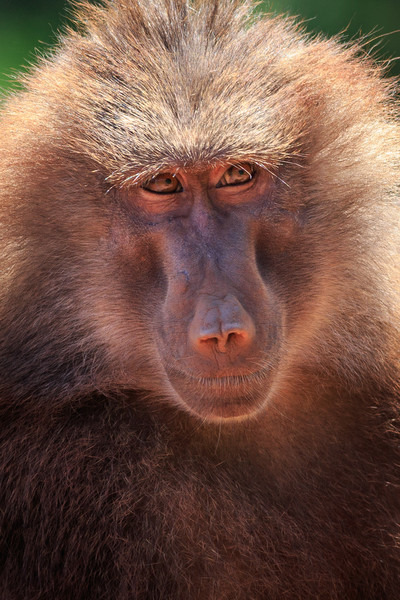 Hamadryas baboon (Papio hamadryas)   Picture Board by chris smith