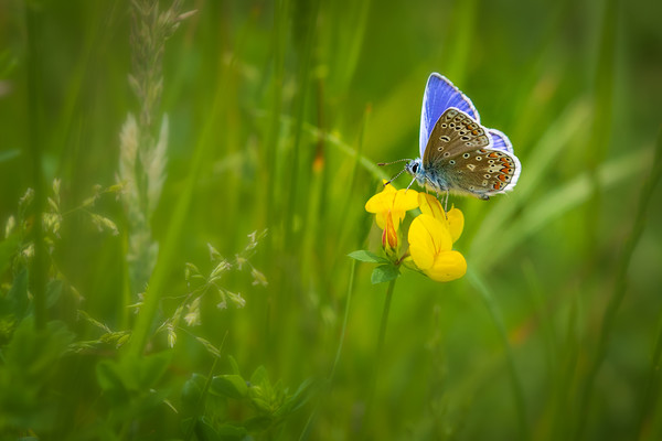 Common blue butterfly   Picture Board by chris smith