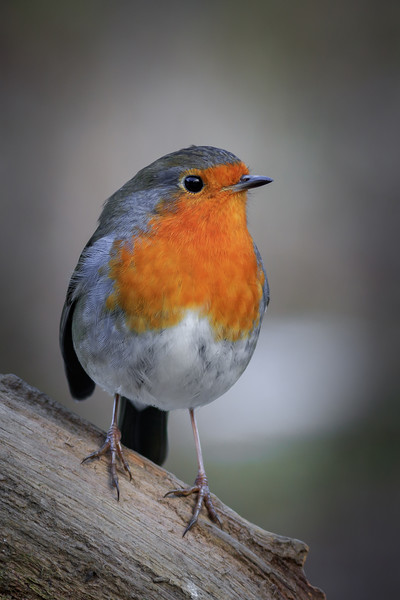 Robin (Erithacus rubecula)  Picture Board by chris smith