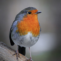 Buy canvas prints of Robin (Erithacus rubecula)  by chris smith